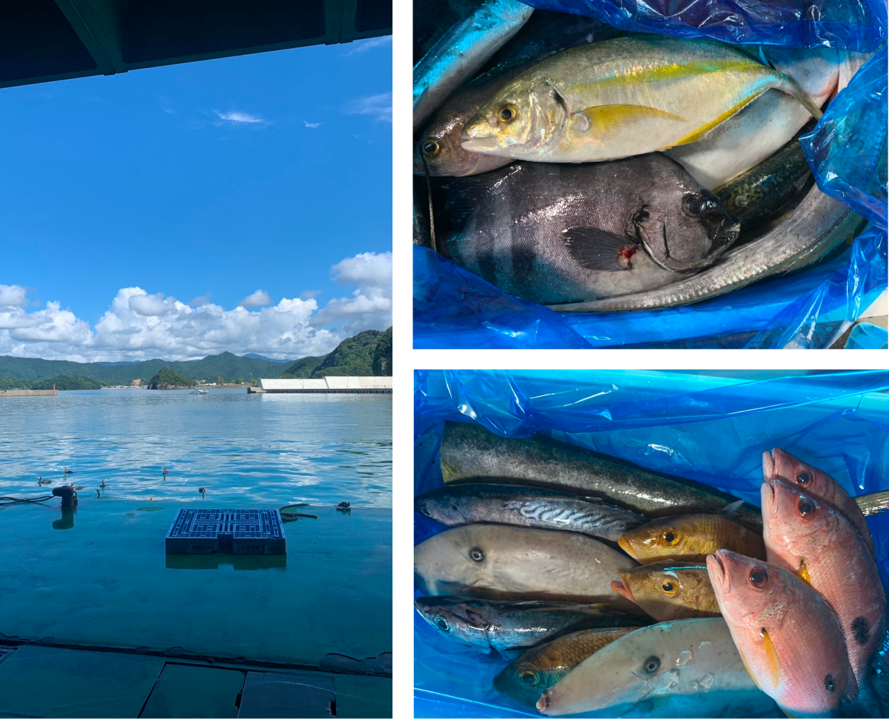 チェーンソー指導の様子