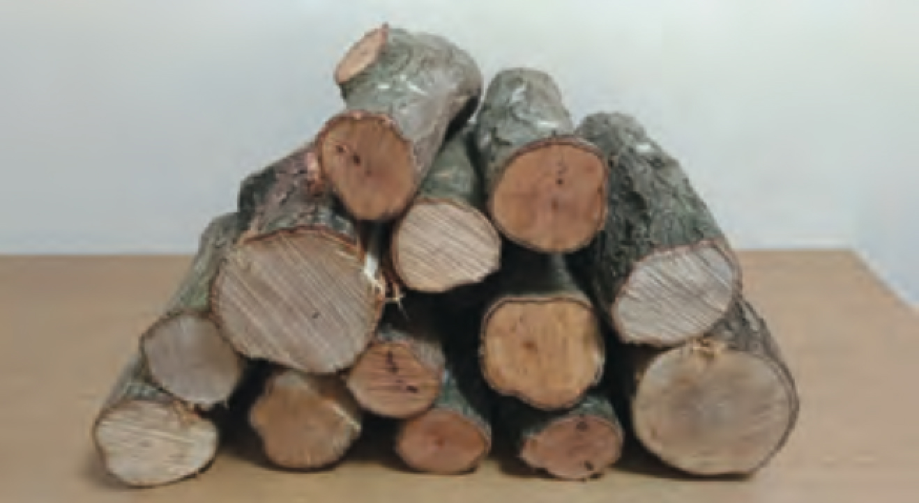 チェーンソー指導の様子